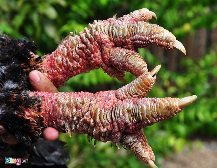 Thời gian đầu do chưa thích nghi thời tiết, một số con lăn ra chết khiến vợ chồng tôi mất ăn mất ngủ. Không chịu bỏ cuộc, tôi tiếp tục tìm tòi, học hỏi kỹ thuật đầu tư thêm 100 triệu đồng xây dựng chuồng trại, làm nhà lưới tạo bóng mát cho đàn gà; đồng thời mua máy về thử nghiệm ấp trứng, nhân giống gà quý này, chàng kỹ sư trẻ thổ lộ.