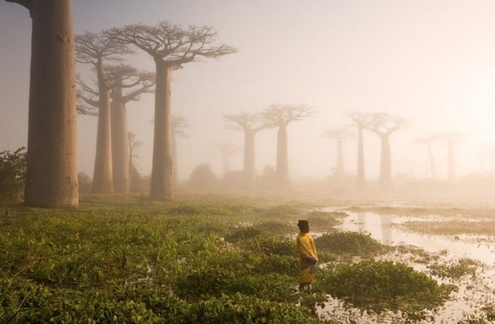 Cây bao báp tại Madagascar, một quốc đảo Ấn Độ Dương. Ảnh: Marsel Van Oosten.