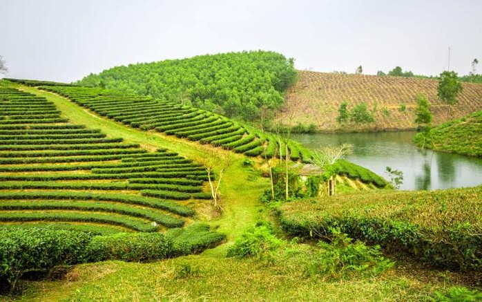 Ngôi nhà nhỏ xinh ẩn mình trên đồi chè. Tĩnh lặng (Ảnh: Son Viet).