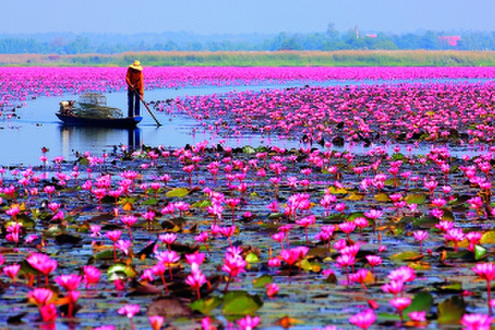 
Cách Nong Khai 55 km, Udon Thani là tỉnh có nền kinh tế phát triển hơn nhưng không vì thế mà mất đi vẻ đẹp tự nhiên vốn có. Một trong số đó là Red Lotus Sea, nơi trồng hàng triệu bông hoa sen, súng, bừng nở từ tháng 11 đến tháng 2 năm sau. Khách đến đây sẽ được ngồi thuyền đi dọc lòng hồ để đến gần hơn những bông hoa rực rỡ. Ảnh: Bangkok101.
