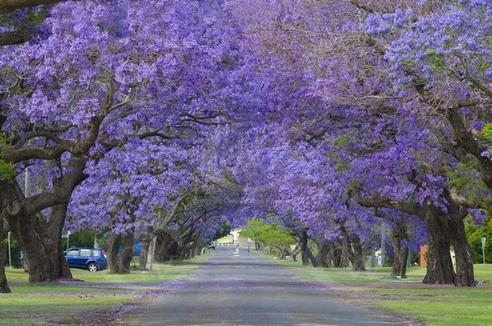 
 

Con đường tím ngắt mộng mơ ở Grafton, Australia.

 


 

Những cây hoa giấy trổ bông trong một con hẻm nhỏ của thị trấn cảng Nafplio, Peloponnese, Hy Lạp.

 


 

Phượng tím nở hoa rực rỡ dọc con đường tại Cullinan, Nam Phi.

 


 

Con hẻm tình tứ hoa lá ngập tràn này rất nổi tiếng ở Spello, Italy, xuất hiện trong nhiều cuốn tạp chí.

 


 

Con đường phủ kín cây xanh như rừng này nằm ở thành phố Porto Alegre, thủ phủ bang Rio Grande do Sul, Brazil.

 


 

Mùa thu về trên một con phố của thủ đô Washington, Mỹ khi những tán cây ngả vàng, rụng đầy đường.

 


 

Những thân cây kỳ lạ trên một con đường ở Jerez, Tây Ban Nha.

 


 

Hoa gạo mùa xuân bên một con đường của Đài Loan.

 







