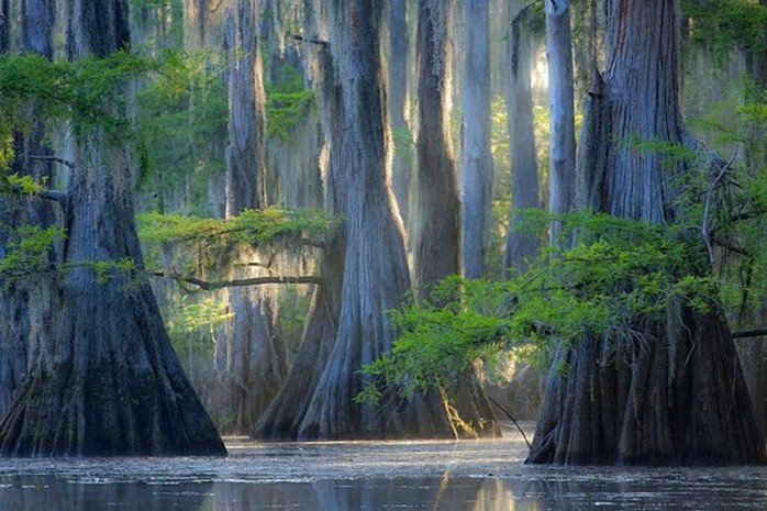 Cây bách ở hồ Caddo, bang Texas, Mỹ. Ảnh: Vintika.net.