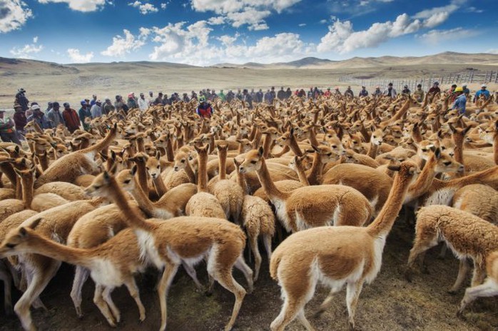 Cánh đồng lạc đà Vicuna ở miền nam Peru - Ảnh: National Geographic