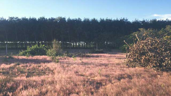 
Đây là loài cỏ dại có màu hồng (thường được gọi là cỏ đuôi chồn), mọc thành từng cụm với sức sống mãnh liệt, dẻo dai. Vào tháng 11, lá của loài cỏ này sẽ chuyển sang màu hồng đẹp mắt, tạo nên khung cảnh thơ mộng đẹp như mơ
