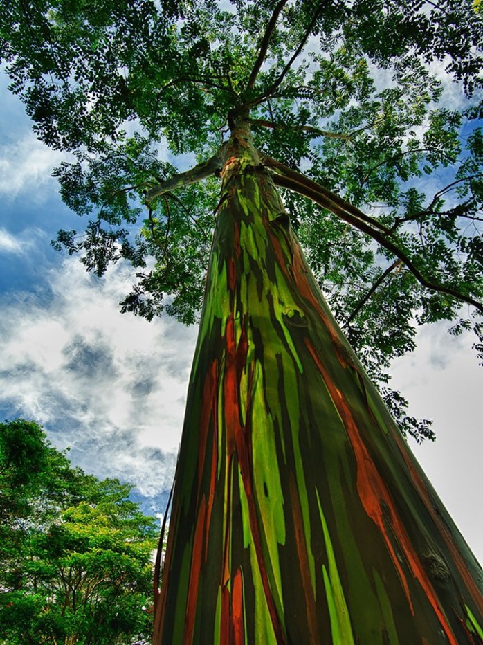 Cây bạch đàn cầu vồng, Hawaii, Mỹ. Ảnh: Jwilsonnorton.