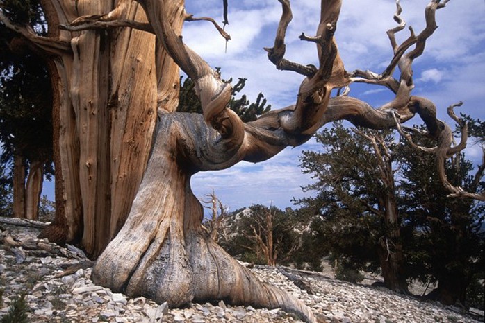 Cây thông nón gai là cây già nhất trên trái đất, nằm trên núi Trắng, bang California, Mỹ. Ảnh: Pinterest.