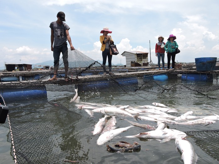 
Cá chết trắng lồng khiến nhiều người nuôi cá ở xã Long Sơn, TP Vũng Tàu trắng tay
