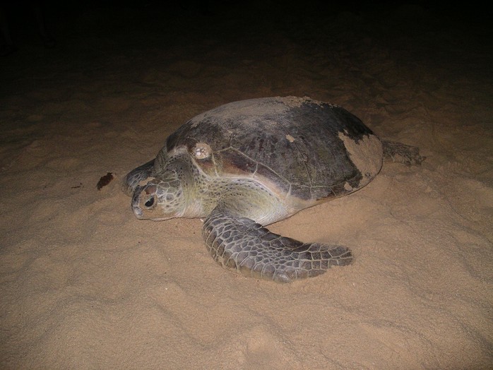 
Con rùa đã bò hơn 200m lên bờ để chọn chỗ đẻ trứng
