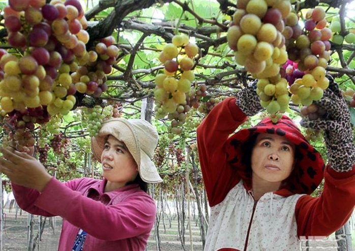
Cần chính sách để phát triển cây nho ở Ninh Thuận
