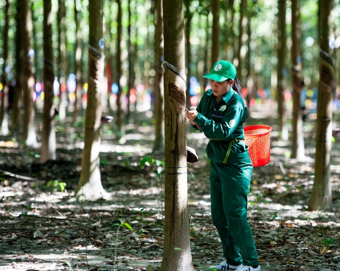 
Thí sinh thi thực hành cạo mủ cao su
