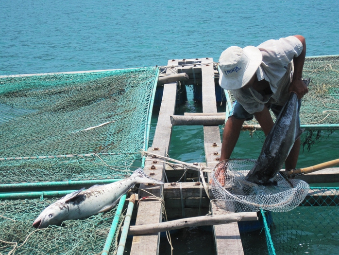 Nhiều người dân xã Vĩnh Lương, TP Nha Trang, tỉnh Khánh Hòa điêu đứng vì tình trạng ô nhiễm biển làm chết cá nuôiẢnh: Kỳ Nam