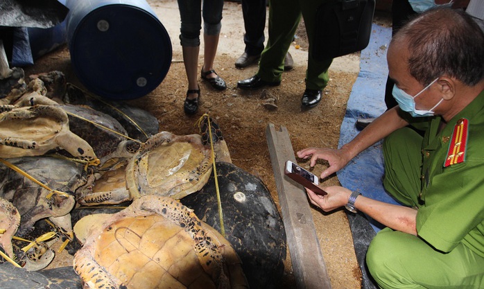 
Cơ quan chức năng phát hiện hàng ngàn xác rùa biển tại 3 cơ sở của Hải
