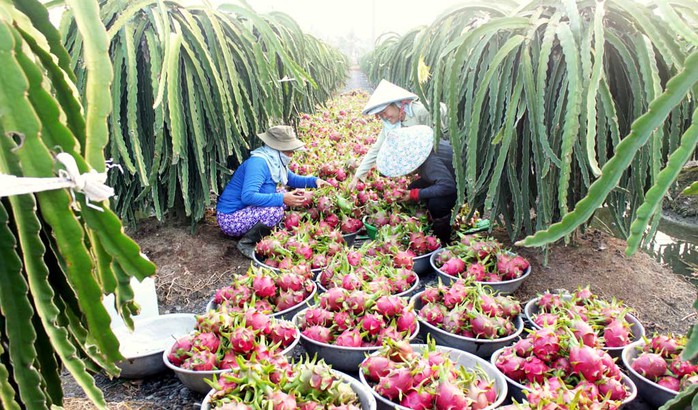 Ứng dụng khoa học - công nghệ để tăng năng suất thanh long. Ảnh Báo Long An