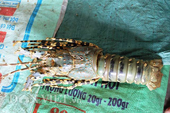 Vỏ tôm chuẩn bị xuất bán.