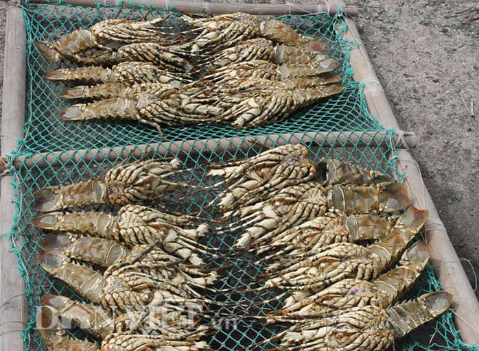 Vỏ tôm được xử lý và phơi từ 3- 4 nắng, sau đó xuất bán để làm đồ mỹ nghệ.
