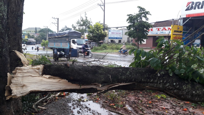 
Một cây lớn bị ngã đổ chắn ngang đường
