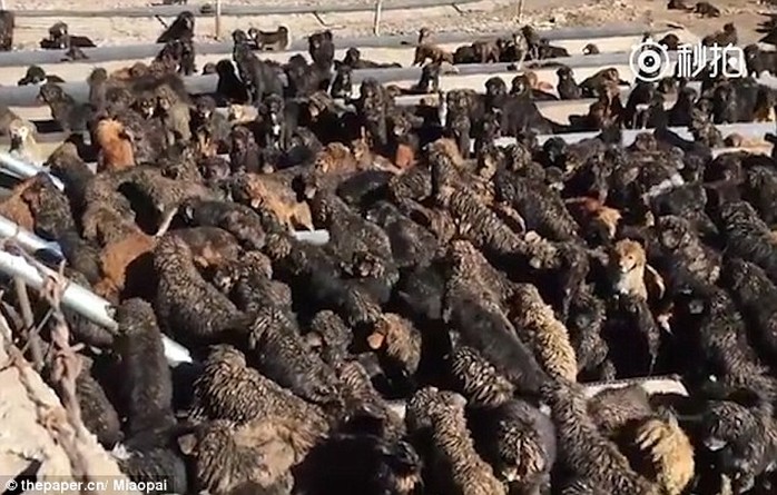 Gần 1.000 con chó ngao Tây Tạng bị bỏ rơi ở TP Ngọc Thụ, tỉnh Thanh Hải. Ảnh: THEPAPER.CN