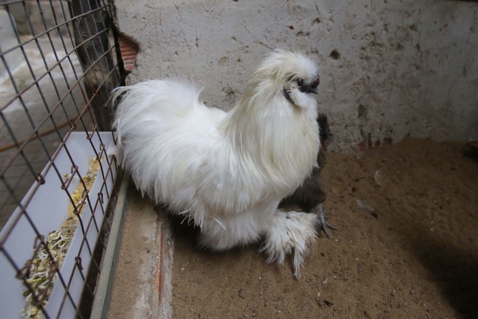 
Gà lông thỏ (tên quốc tế là gà Silkie) gây chú ý khi sở hữu bộ lông xù kỳ lạ và tất cả đều là lông tơ chứ không phải lông vũ.
