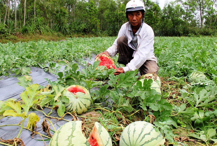 Nhiều ruộng dưa hấu nông dân Quảng Ngãi đến ngày thu hoạch nhưng không có thương lái thu mua. Ảnh: Tử Trực