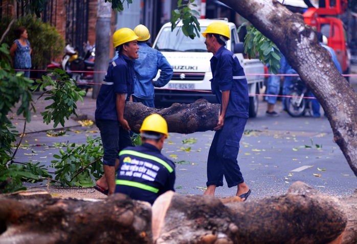 Hiện trường vụ cây xà cừ bật gốc đang được xử lý.