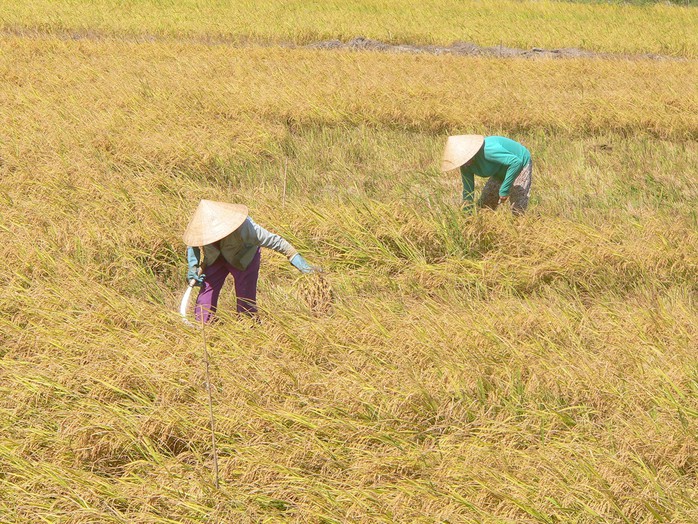 Nông dân làm đến 3 vụ lúa/năm nhưng lợi nhuận vẫn thấp