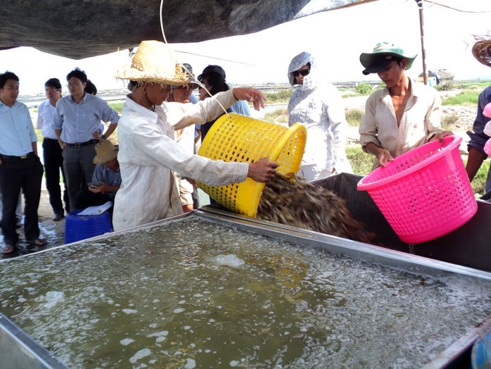 Dịch bệnh, thời tiết, con giống, thị trường khiến ngành tôm gặp nhiều khó khăn Ảnh: LÊ KHÁNH