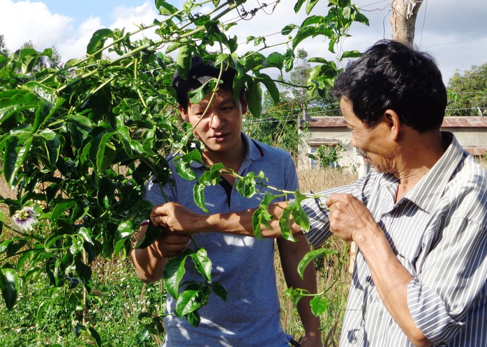 Vườn chanh dây nhà ông Đỗ Văn Thủy vẫn không ra quả dù đã trồng 7 tháng