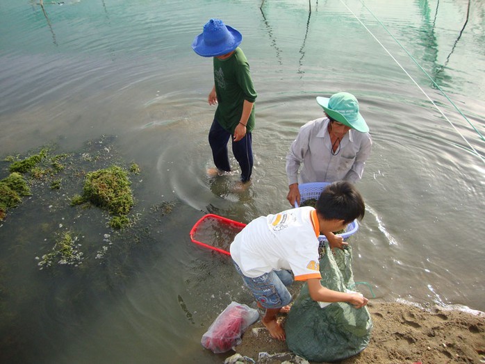 Mô hình nuôi kết hợp tôm sú - hải sâm - rong nho ở tỉnh Ninh Thuận đã thành công bước đầu và chuẩn bị được nhân rộng