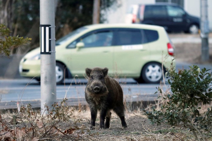 
Hàng trăm con lợn rừng nhiễm phóng xạ lang thang trong các khu dân cư, phá hoại mùa màng và tấn công con người. Ảnh: New York Times
