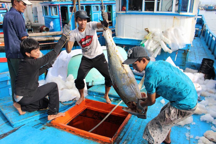 Tỉnh Khánh Hòa mong được hợp tác nhiều hơn với Nhật trong việc đánh bắt, xuất khẩu cá ngừ Ảnh: KỲ NAM