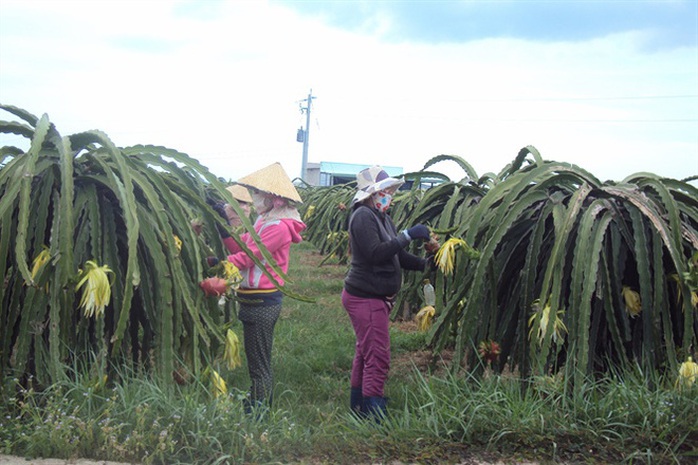 Giá thanh long tăng nhưng nông dân ít có hàng để bán