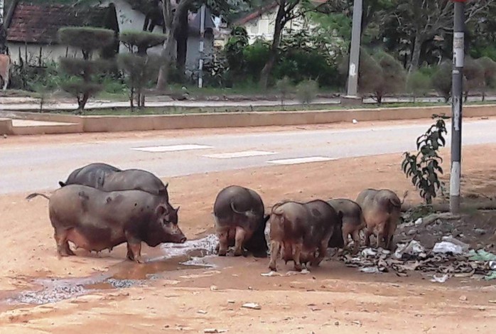 
Heo nái già và heo đen của đồng bào dân tộc ít người thường được các đối tượng hô biến thành heo rừng đặc sản.
