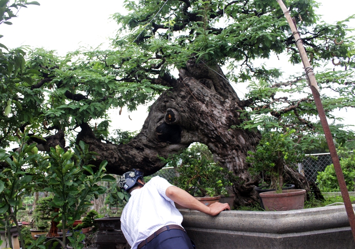 
Ông Võ Văn Hai (49 tuổi, phường Linh Đông, quận Thủ Đức) đang sở hữu một cây me to lớn với hình dáng độc đáo. Cây me này được chủ nhân rao bán giá 3,5 tỉ đồng.
