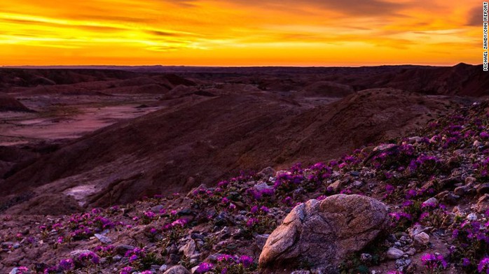 
Hoa dại trong công viên sa mạc tiểu bang Anza-Borrego, miền Nam California, nở rộ. Ảnh do nhiếp ảnh gia Michael Zandy chụp đầu tháng 3. Ảnh: CNN
