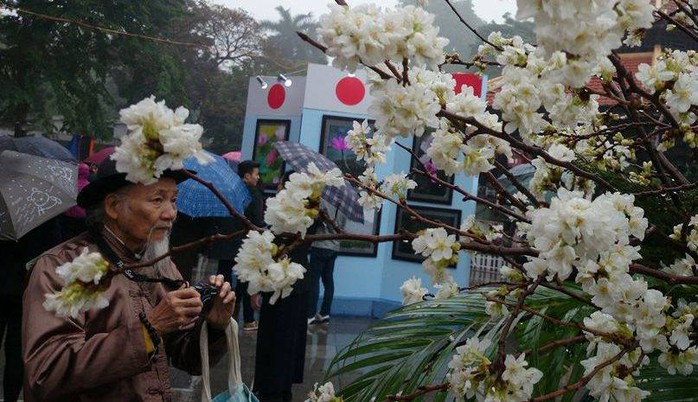 
... đến cụ già đều muốn lưu lại những hinh ảnh đẹp về loài hoa của đất nước mặt trời mọc
