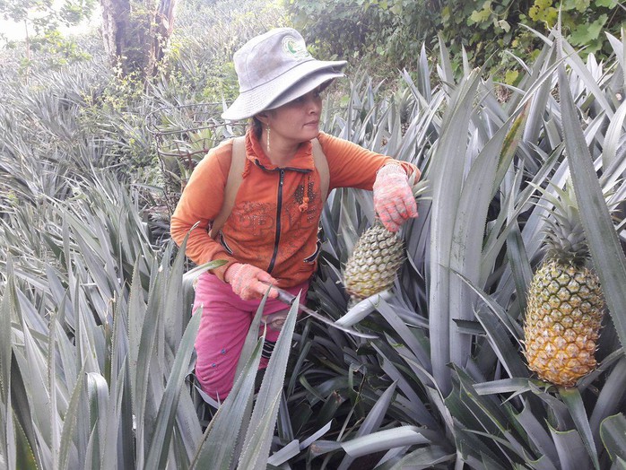 Mỗi quả dứa nặng 1kg có giá bán khoảng 8 nghìn đồng