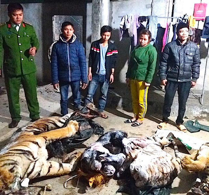 
Hai cá thể hổ bị lực lượng công an phát hiện tại trang trại của ông Nguyễn Văn Huệ
