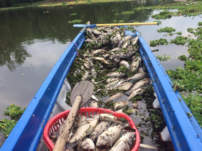 Cá chết ở hồ Từ Vân được thu gom để tiêu hủy