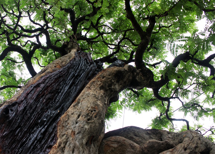 
Một phần cây chết trơ vỏ được tạo hình dạng sinh tử phổ biến ở loại cây bonsai. Các nghệ nhân tạo hình để cây me vừa nhìn lạ mắt vừa giữ nguyên sự cổ kính, nguyên thủy.
