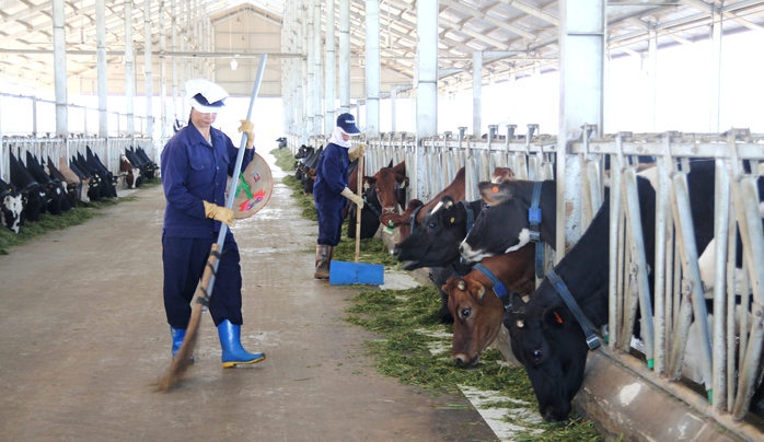 Chuồng trại luôn luôn sạch sẽ, thức ăn là cỏ tươi trồng tự nhiên không thuốc trừ sâu.