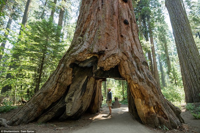 
Cây củ tùng tên Pioneer Cabin tại công viên quốc gia Calaveras Big Trees, bang California trước khi bị gãy đổ. Ảnh: Shutterstock
