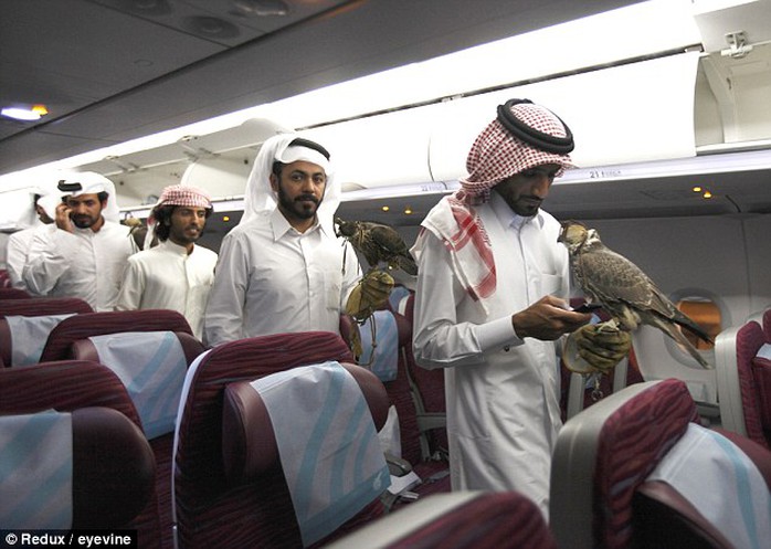 
Trong ảnh là cảnh tượng chủ nhân đưa chim ưng của họ rời Doha đến thủ đô Baku của Azerbaijan tránh nóng. Ảnh: Redux
