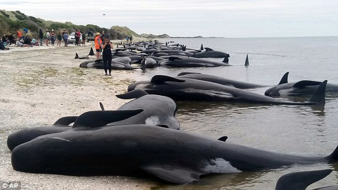 
Đây được xem là vụ cá voi hoa tiêu mắc cạn lớn nhất ở New Zealand thời gian gần đây. Ảnh: AP
