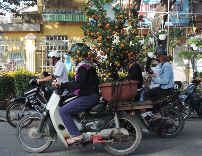 Cũng sắm chậu hoa, chậu quất cho nhà thêm Xuân