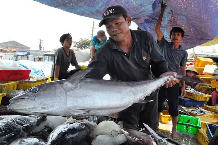 Nhiều tàu cá của ngư dân Quảng Ngãi trúng đậm sau những chuyến đi biển dài ngàyẢnh: Tử Trực