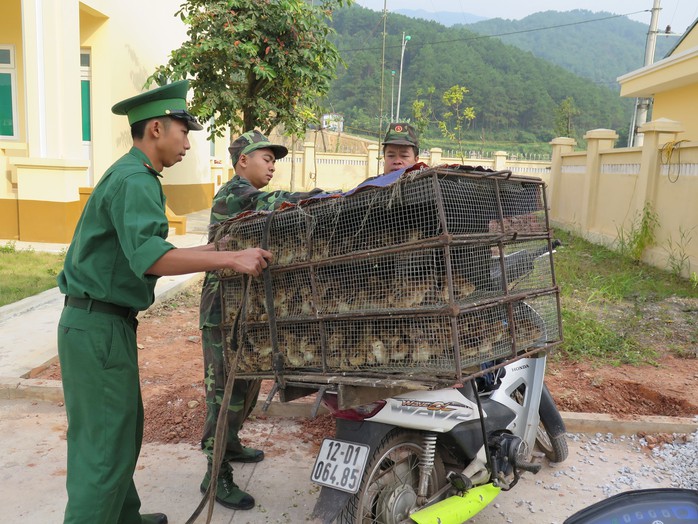 Cán bộ, chiến sĩ Đồn Biên phòng cửa khẩu Chi Ma (huyện Cao Lộc, tỉnh Lạng Sơn) bắt một vụ vận chuyển gia cầm giống nhập lậu qua biên giới Ảnh: TRÁNG HÙNG
