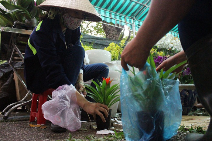 Tranh thủ thời gian nghỉ giải lao, hai nhân viên của công ty cây xanh ghé vào công viên 23-9 tìm mua 2 cây địa lan để về nhà chưng tết.