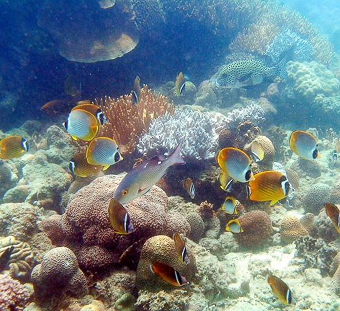 
Ngắm những rạn san hô và đàn cá biển nhiều màu sắc
