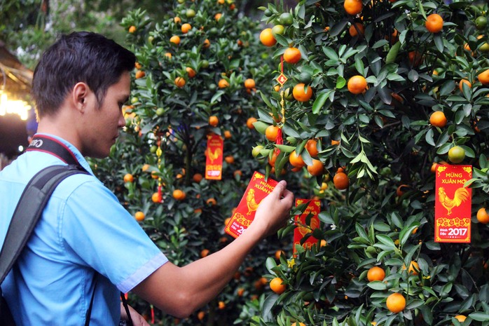 Những cây quất trĩu quả là mặt hàng hút khách.