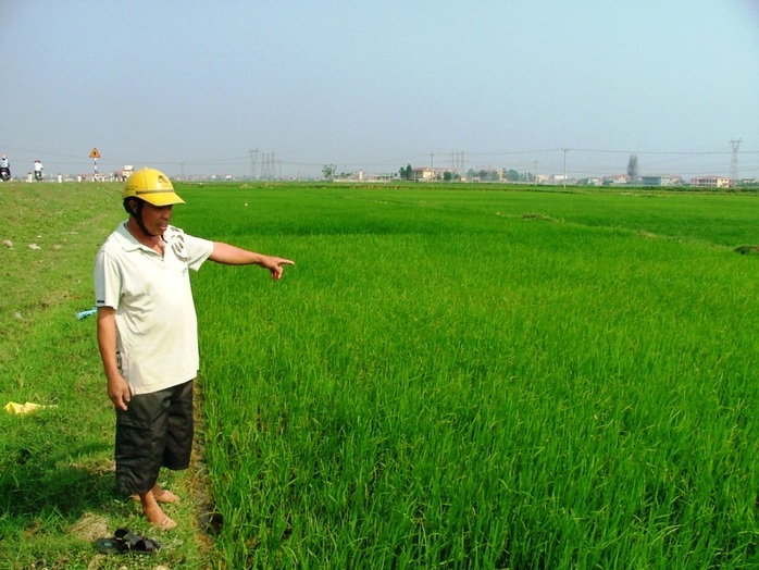 Những cánh đồng ở Quảng Bình phũ trắng một màu xanh, khác với khung cảnh xác xơ sau những ngày lũ đi qua (ảnh Minh Tuấn)